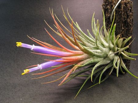 Tillandsia ionantha