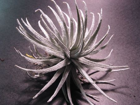 Tillandsia mauryana