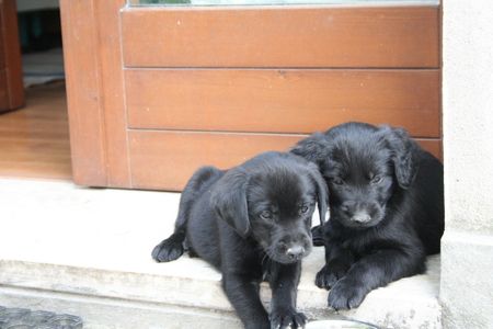 cani da guardia