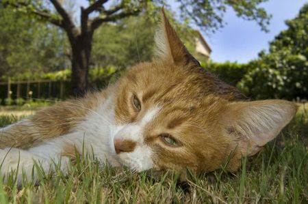 chat dans l'herbe