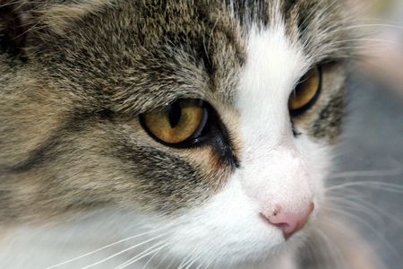 chat