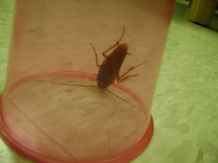 1 Cockroach caught in a cup by the user in a dorm lounge. | Source | 