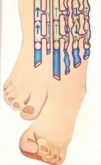 09 Les varices, illus. Osterwalder (Le Livre de Sante, v.4, 1967)