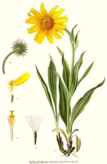Arnica alpina Olin. | Source http://runeberg. org/nordflor/ «Bilder
