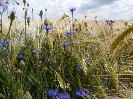 Kornblumen