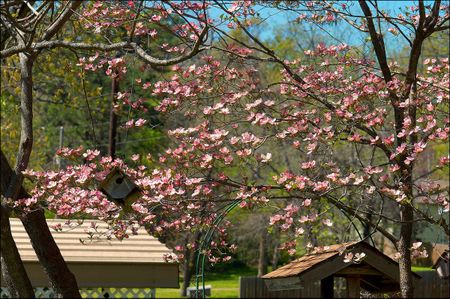 Pink Dogwood