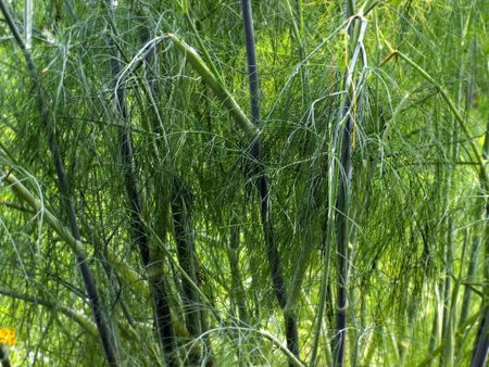 Fenchel - Foeniculum vulgare