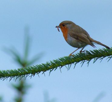 Robin Redbreast Again