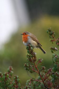 Robin sat on Tree Branch.