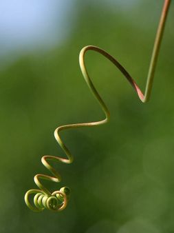 Viticcio per piante rampicanti