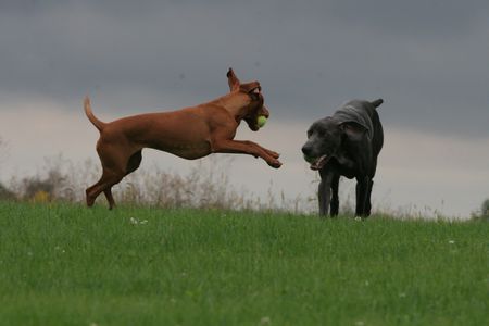 dog leaping play catch fetch return vizsla weim
