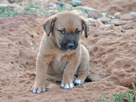 site pour rencontre chien