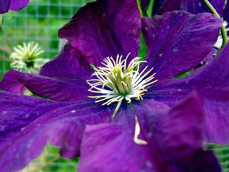: Clematis - Etoile Violette. Date of Creation: 15th August 2005 Sourc
