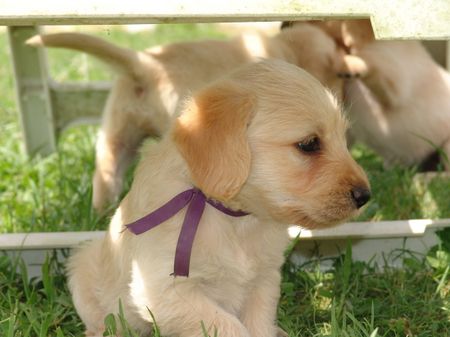 chiot