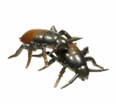 A strange world of insects