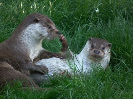 Fischotter (Lutra lutra) im Wildpark Pforzheim (Baden-Württemberg, De