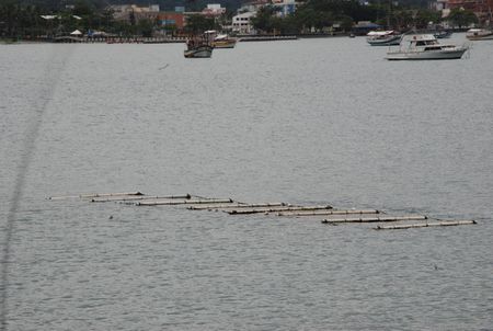 Cessão de alga marinha do Instituto de Pesca a produtores - Ubatuba