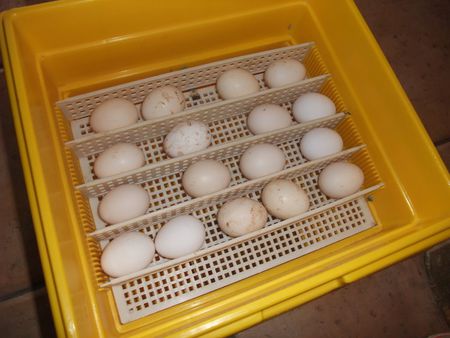 Cómo se construyen las incubadoras de pollos? - El Blog de Papel