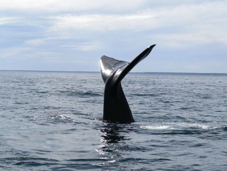 Ballena en Península Valdés