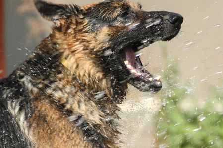 German shepherd dog enjoying to be sprayed with water.