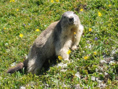 Marmotte, Chamonix, col de Balme, 2007 | Source | Date 2007-08-11 | Au