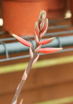 Aloe humilis