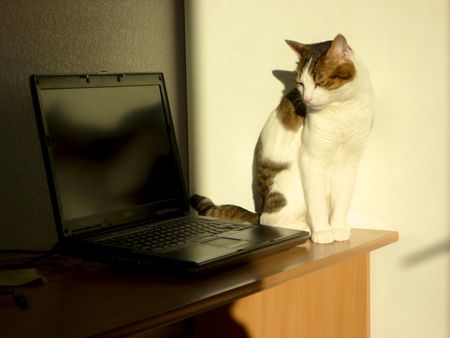 Chat & ordinateur sans souris