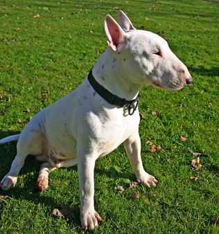 A white Bull Terrier named Draco. | Source http://www. flickr. com/ph