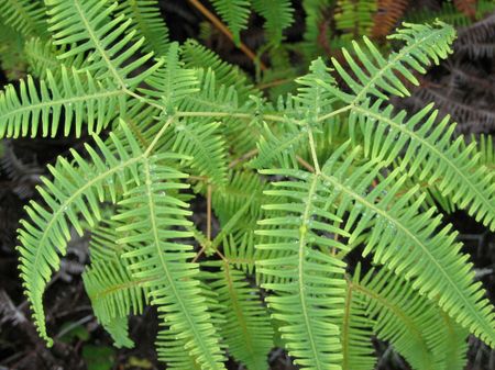Adjuntas, Puerto Rico / Dicranopteris linearis