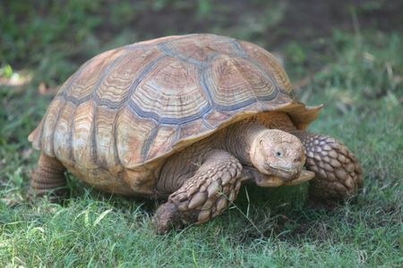 African Spurred Tortoise (Geochelone sulcata)