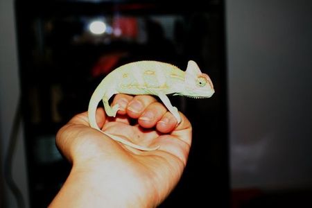 Chamaeleo calyptratus