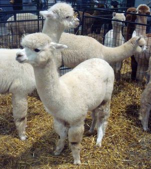 White Alpacas