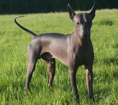 Xoloitzcuintle