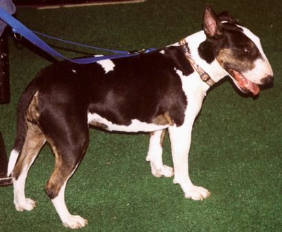 Bull_terrier | Source | Date 2005-03 | Author Pleple2000 | Permissio
