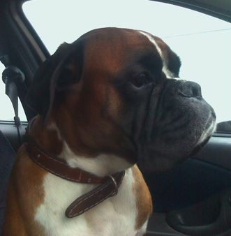 bruce