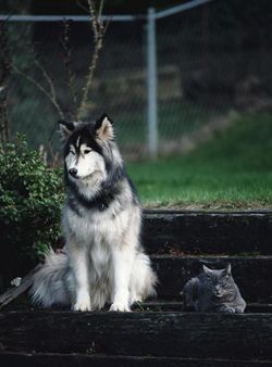 cane e gatti