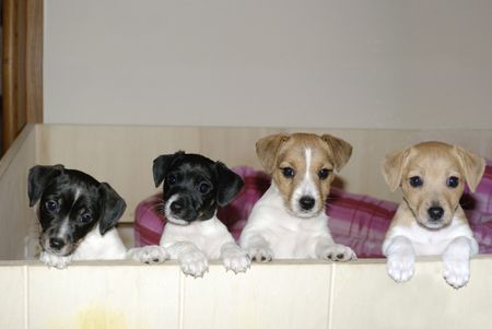 cuccioli jack russel