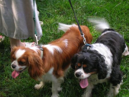 Cavalier King Charles spaniels