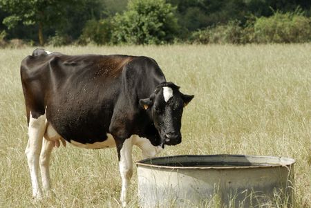Vache "La Prim'Holstein"