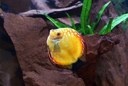 poisson tropical
