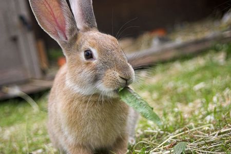 Rabbit nibbling