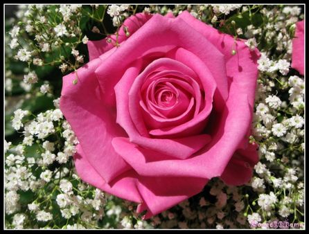 Rosa rosa
