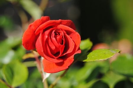 Rosa