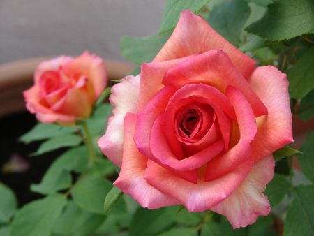Rosas (octubre)