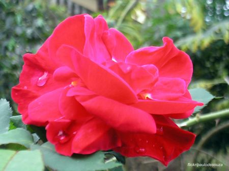rosa