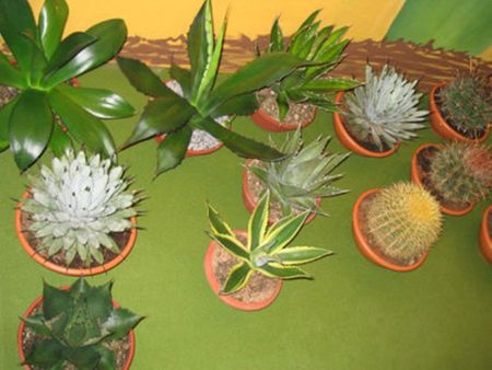 cactus