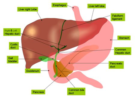 Anatomy of the biliary tree, liver and gall bladder | Source | Date 10