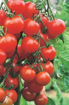 Tomate "rundfruchtig" (Pflanzen)