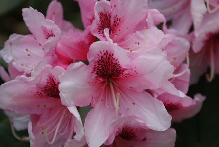 Pink Rhododendron's