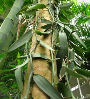 Vanilla planifolia | Source | Date 2007-04-04 | Author User:Mmparedes